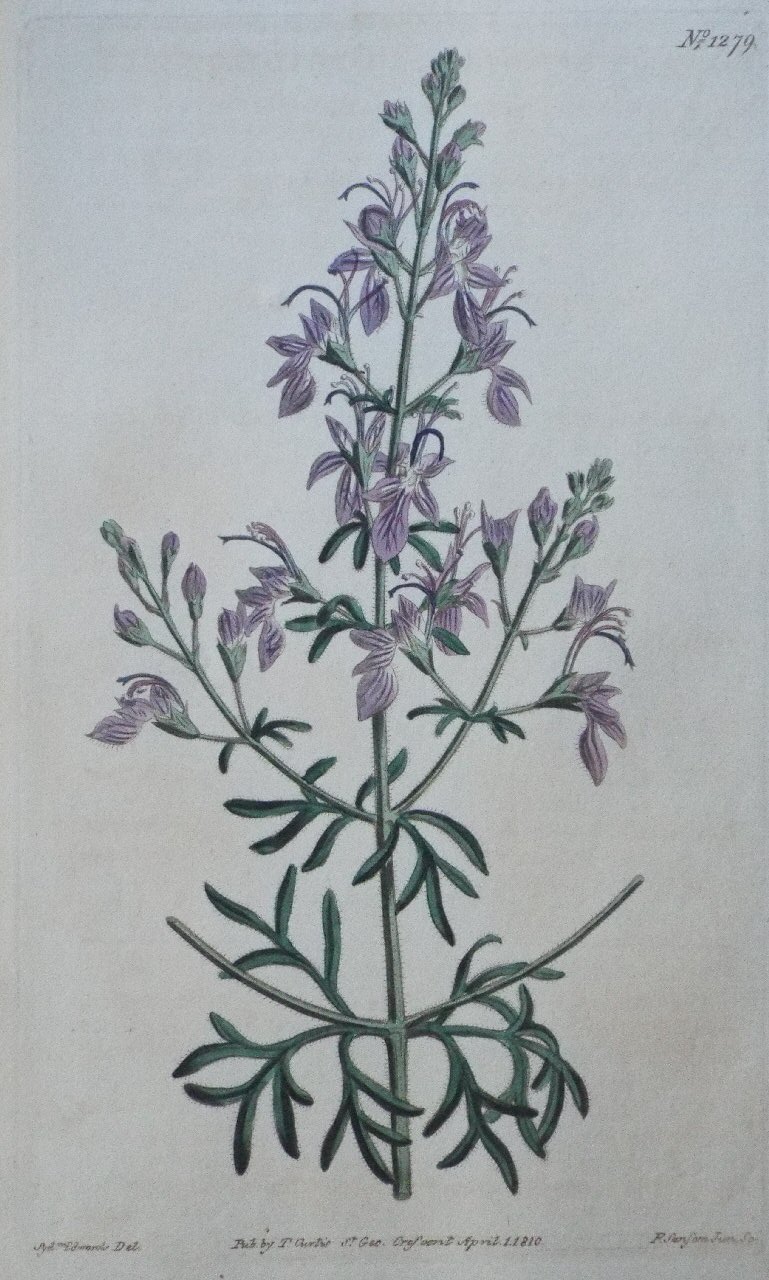 Print - No. 1279 (Teucrium Orientale. Great-flowered Germander.) - Sansom